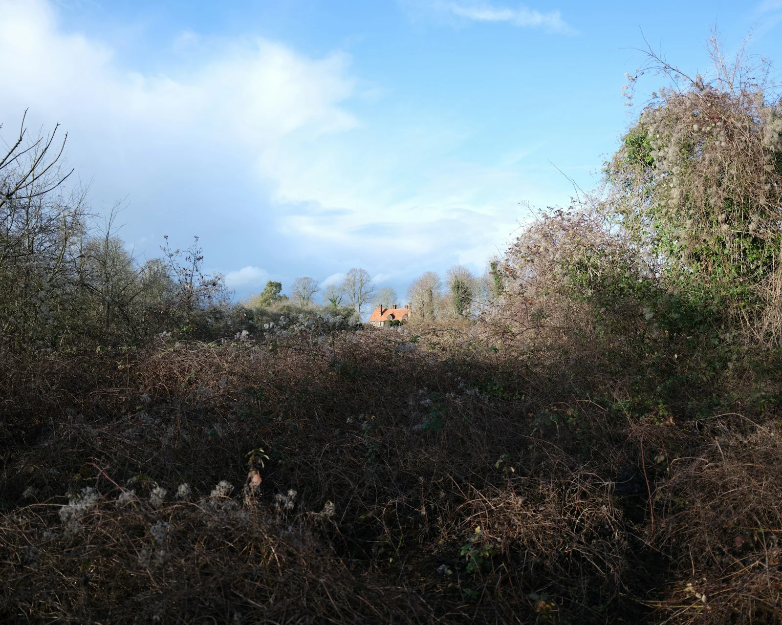 Commercial overgrown field cleared by heavy equipment