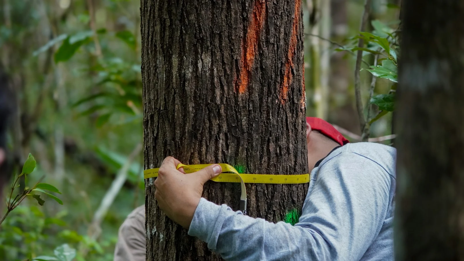 Arborist using measuring tape to assess tree trunk diameter and health indicators