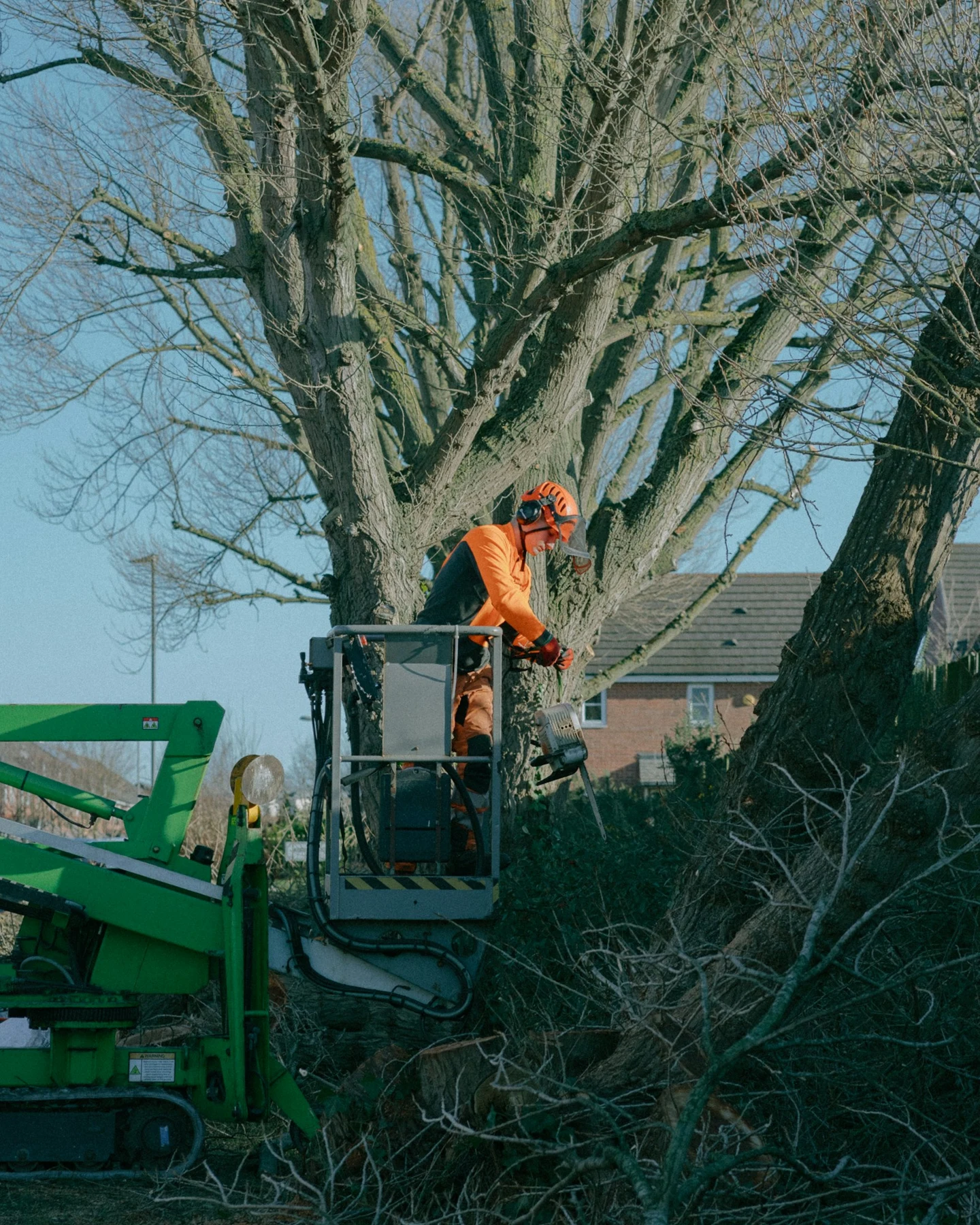 Arborist in yellow helmet shaping a young tree