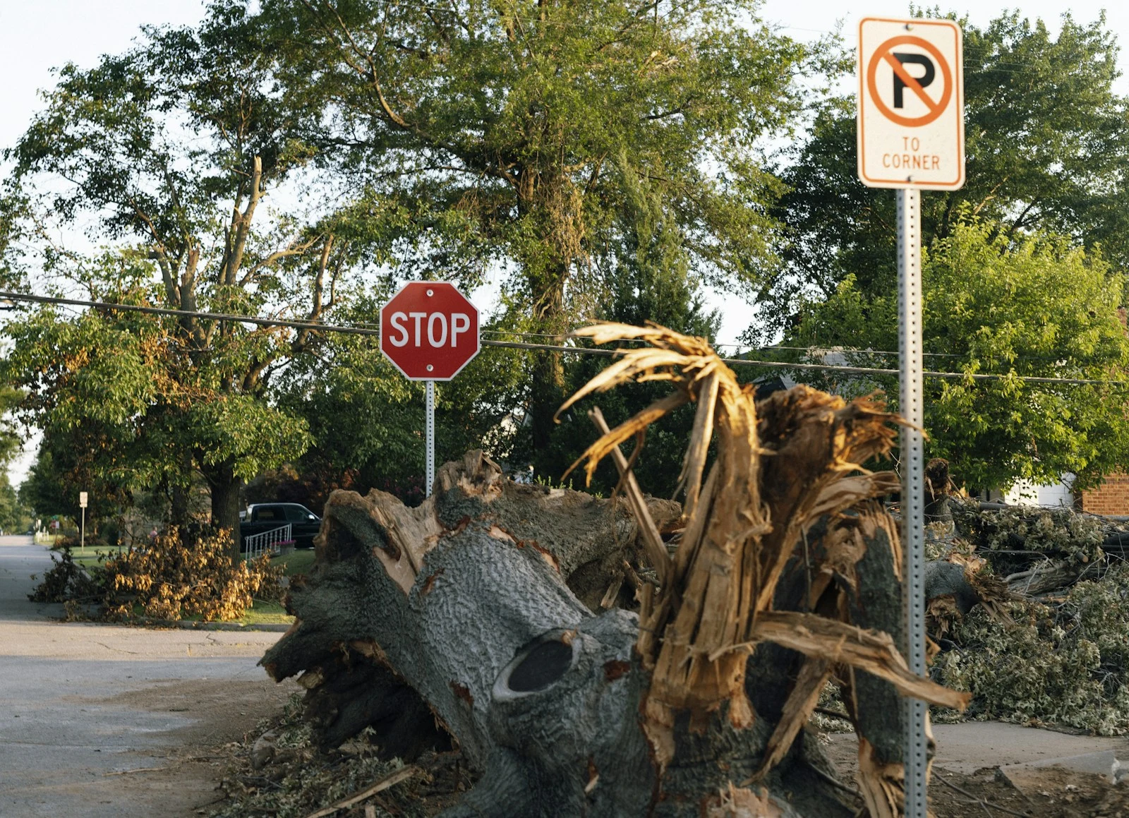 Three large oak stumps in residential yard in Lake Mary FL