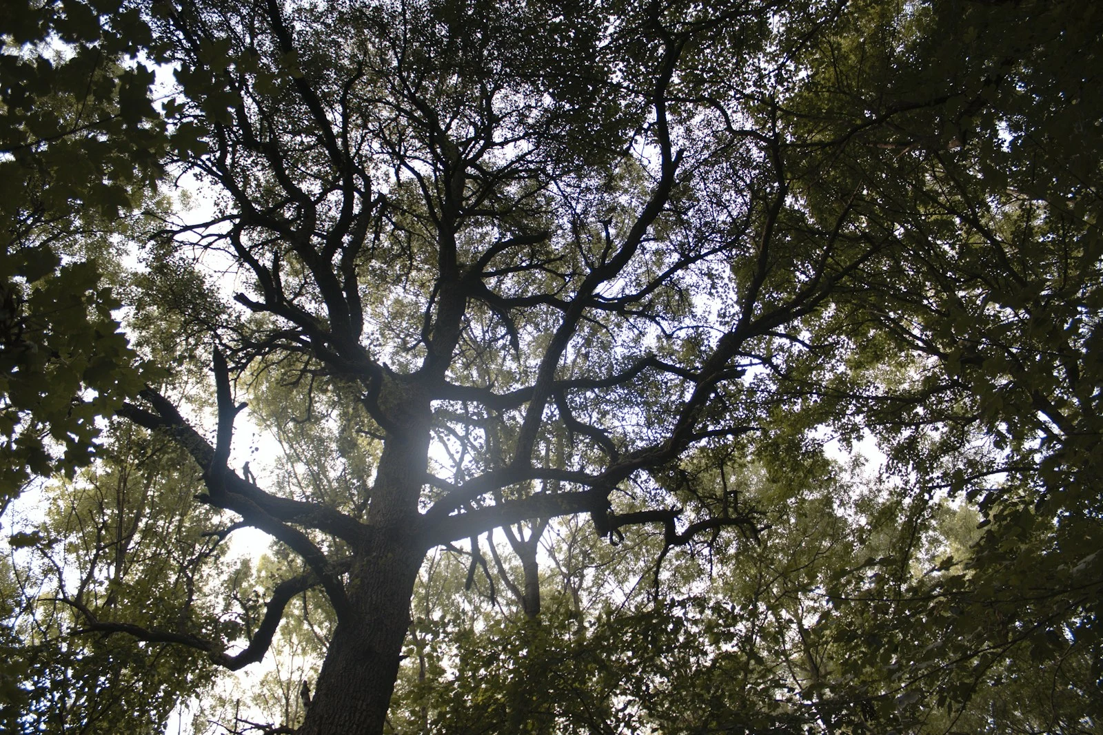 Live oak with dense dead interior branches before deadwooding
