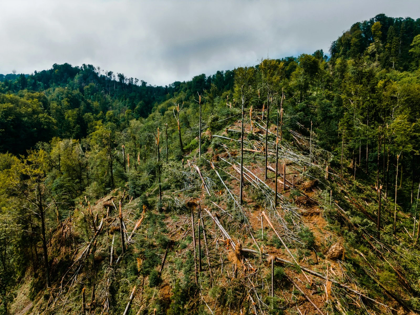 Open, clean land after forestry mulching with healthy tree canopy and clear understory