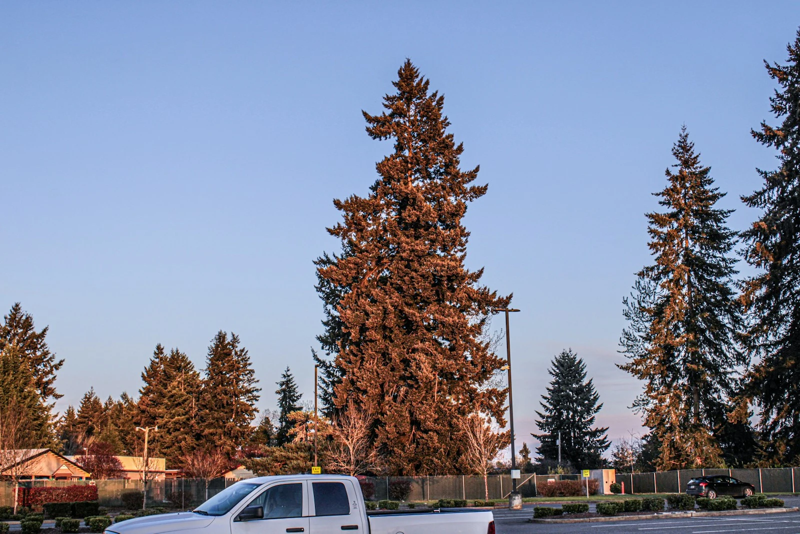 Commercial tree removal truck and equipment at a commercial property