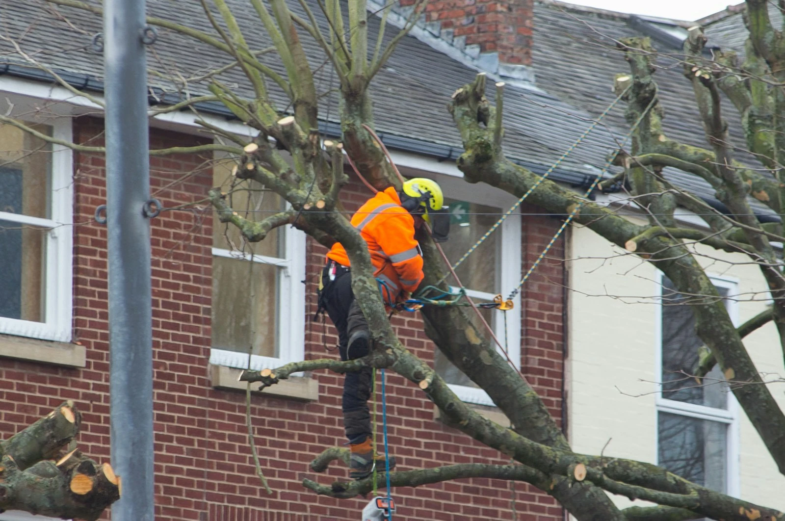 Tree crew in safety vests working on a commercial site