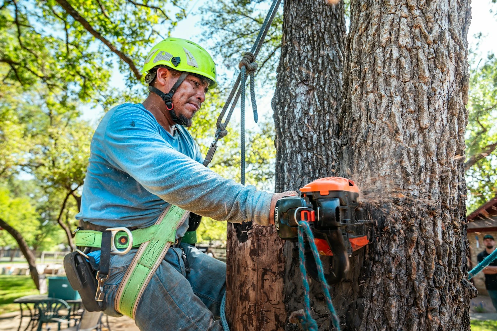 Professional arborist using chainsaw to cut a tree safely