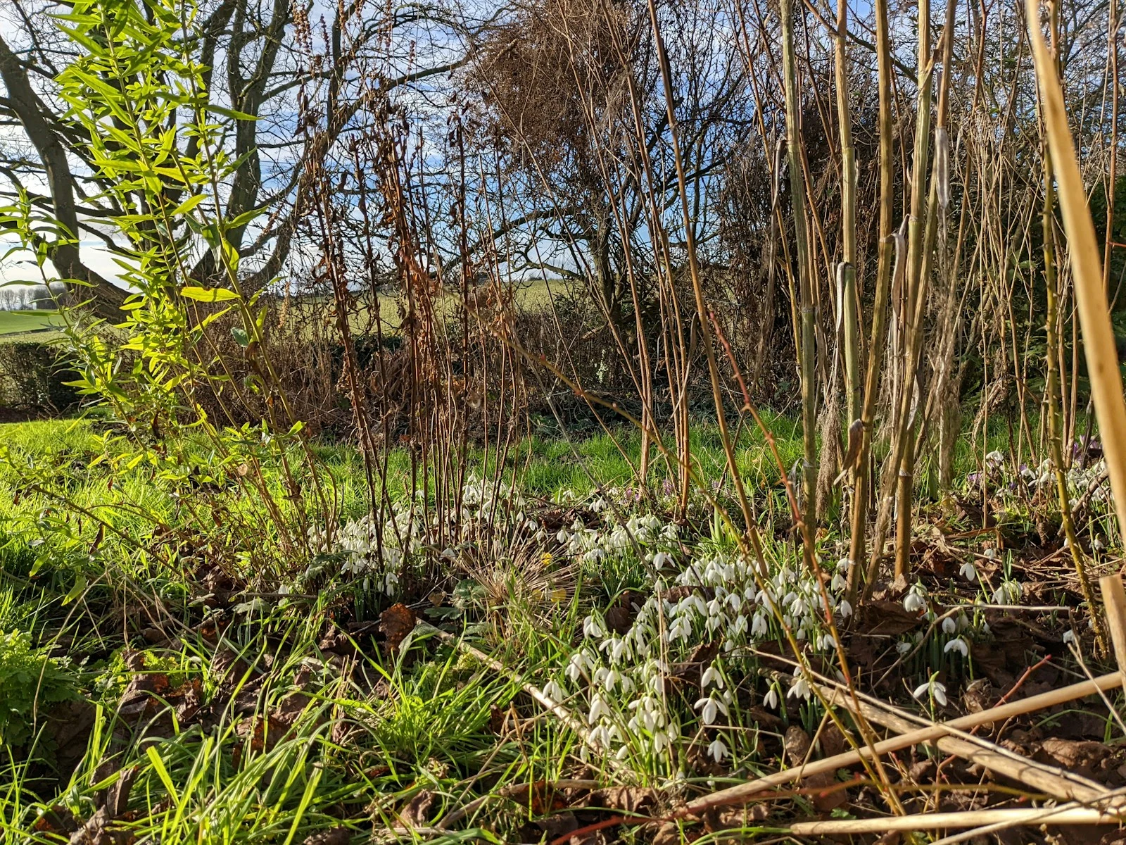 Residential lot cleared of overgrown brush and vegetation