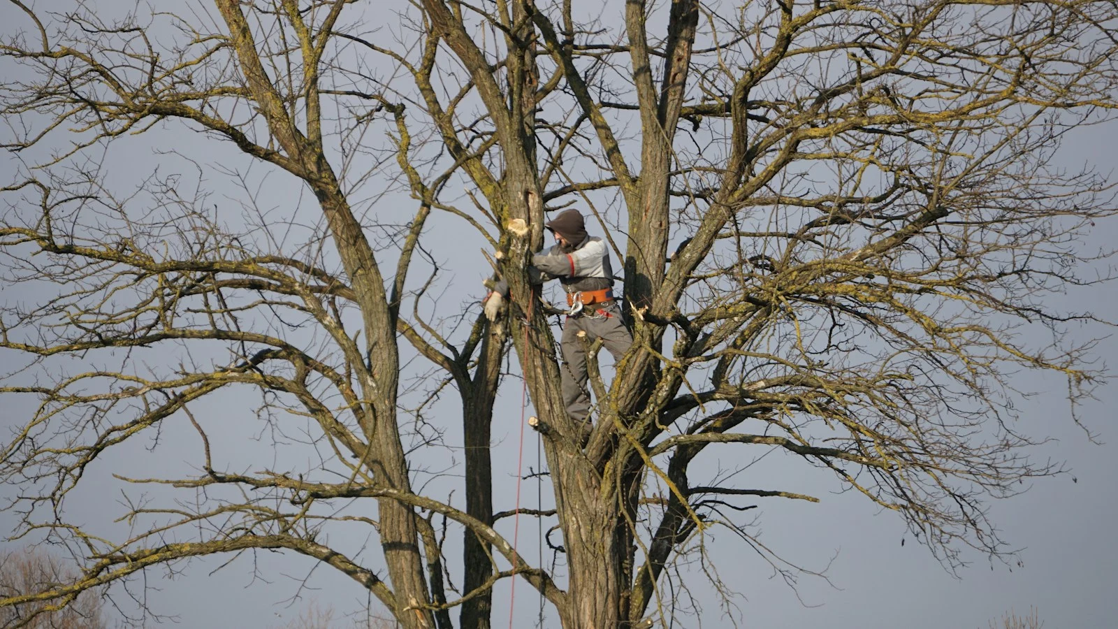 Arborist pruning a large tree with safety harness