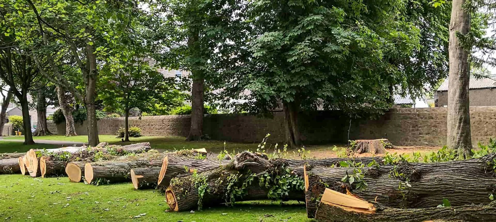 Logs and debris from tree removal sitting in grass