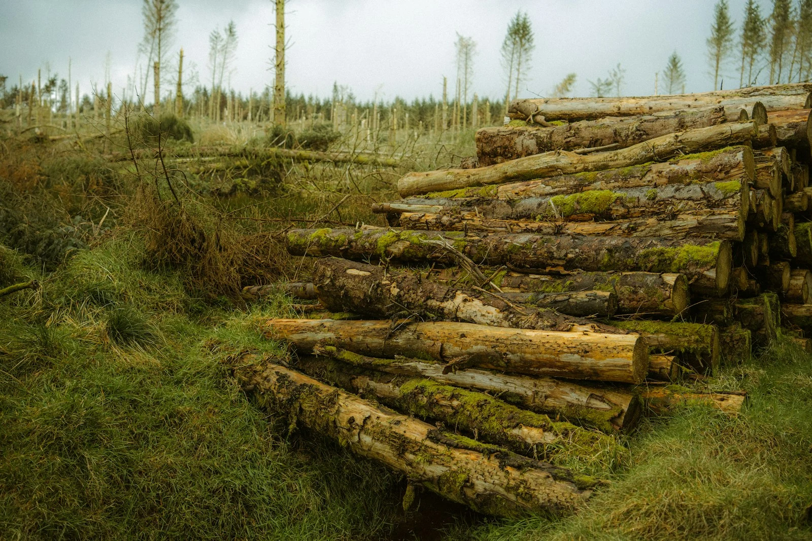 Felled logs in a grassy wooded area after tree removal