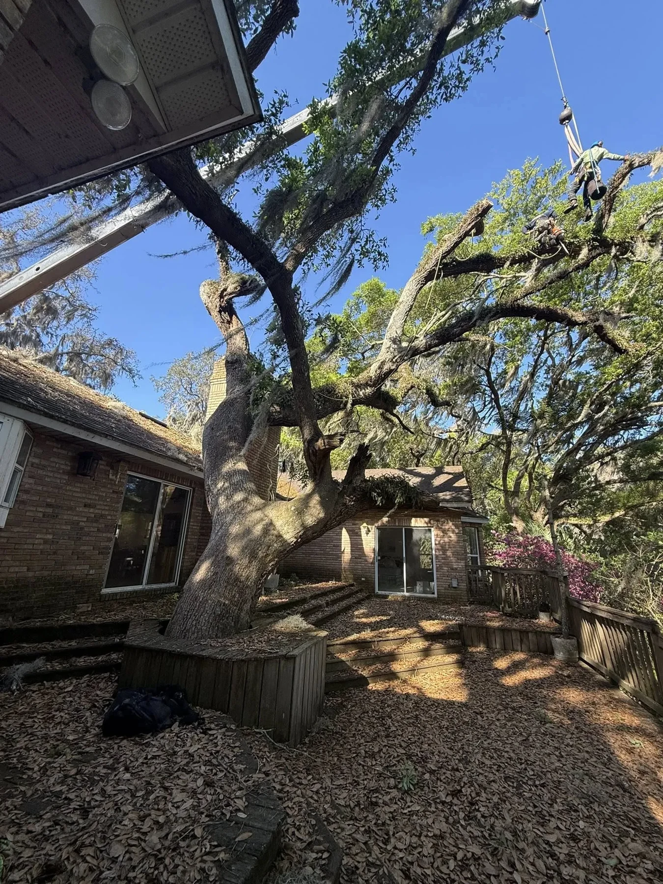 Arborist trimming a large oak tree with a crane near a brick house in Orlando