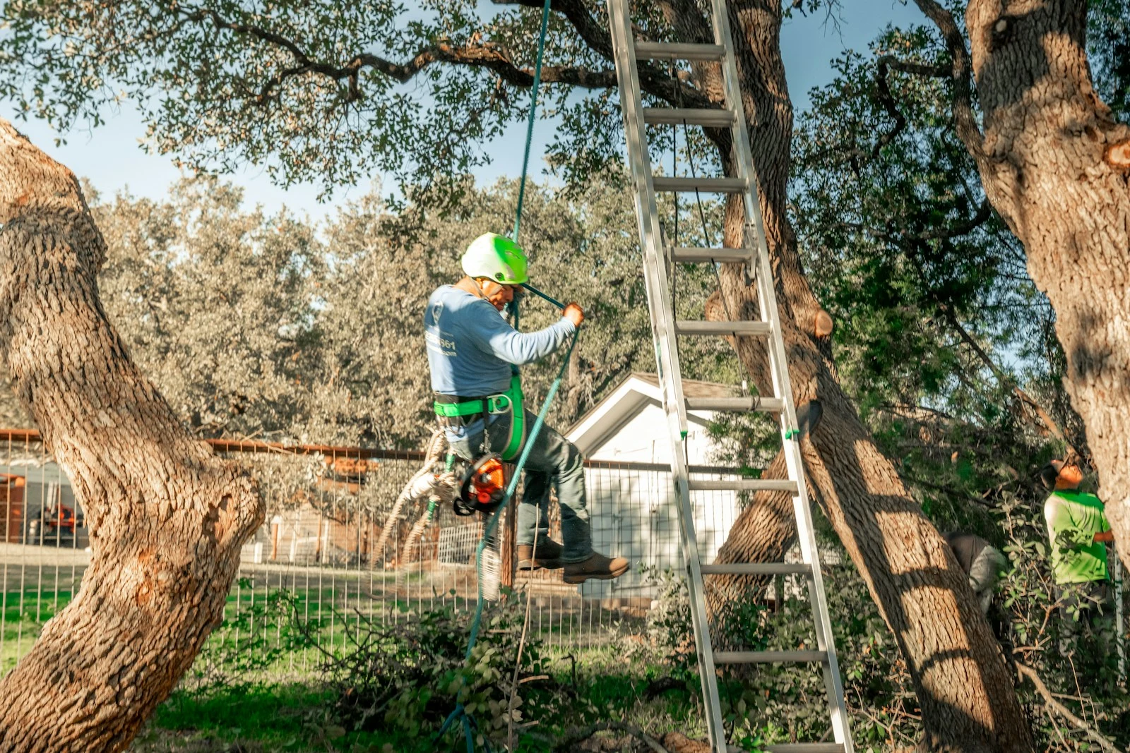 Arborist conducting a site assessment on a large tree