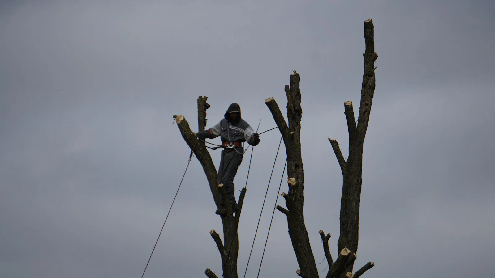 Professional arborist pruning a tall tree with ropes