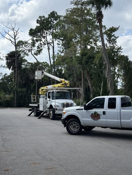 Volusia bobcat & Tree Service performing a hazardous tree removal